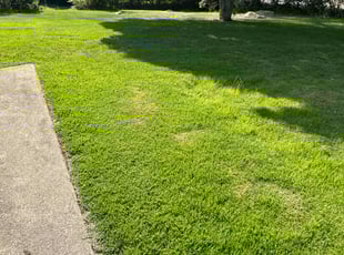 Keyonna B.'s grass cutting service result