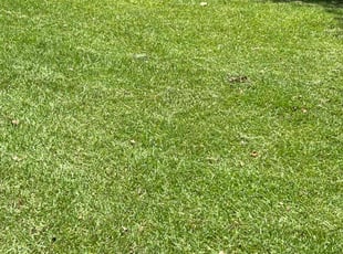 Danni J.'s turf care service result