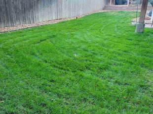 John S.'s turf care service result