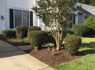 Talisa R.'s Bush Trimming service result