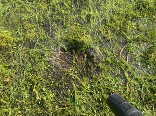 Michelle K.'s turf maintenance service result