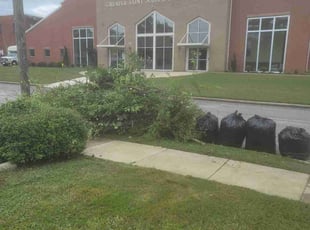 Malik A.'s Bush Trimming service result