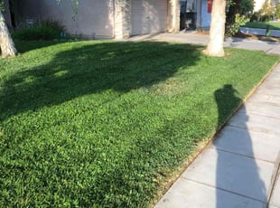 Tan F.'s grass maintenance service result