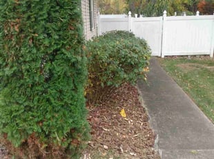 Marsha S.'s Bush Trimming service result