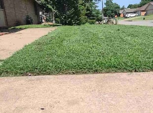 Maria D.'s turf maintenance service result