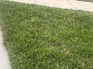 Joe J.'s lawn maintenance service result