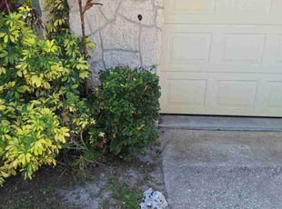 Michael B.'s Bush Trimming service result