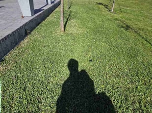 Kay D.'s turf care service result