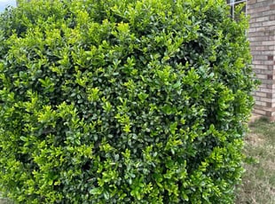 Brenda S.'s Bush Trimming service result