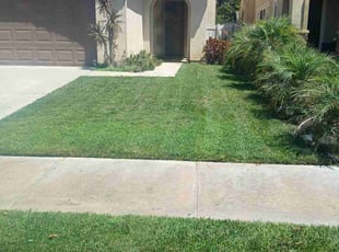 Emily M.'s turf care service result