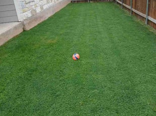 Dave T.'s lawn service service result