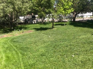 Carlos N.'s lawn care service result