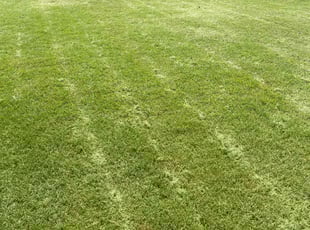 Curtis P.'s grass cutting service result