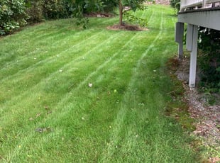 Jekisha G.'s turf maintenance service result