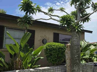 Alina J.'s Bush Trimming service result