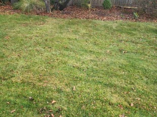 Stephanie N.'s Leaf Removal service result