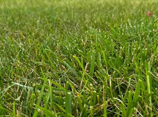 Lisa K.'s turf care service result