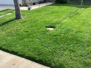 Carley V.'s lawn maintenance service result