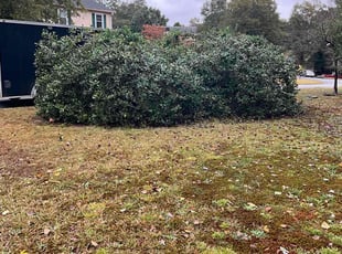 Vilma G.'s Bush Trimming service result