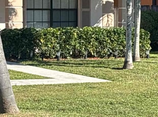 Elvis J.'s lawn service service result