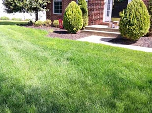 Matthew M.'s turf care service result