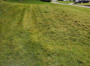 Bobbi G.'s turf care service result