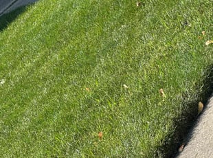 Jeremy K.'s turf maintenance service result