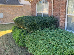 Marcus R.'s Bush Trimming service result