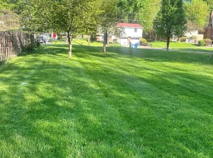 Theresa D.'s lawn care service result