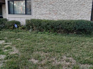 Sandy R.'s grass cutting service result