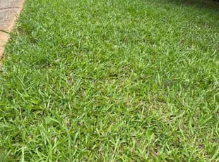 Jacob J.'s grass cutting service result
