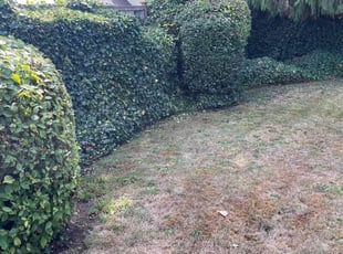 Shalana M.'s Bush Trimming service result