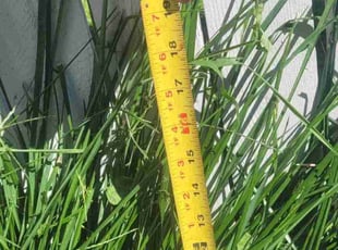 Michael H.'s lawn maintenance service result