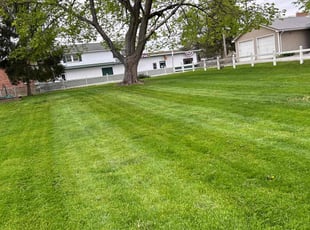 Morghen D.'s grass cutting service result