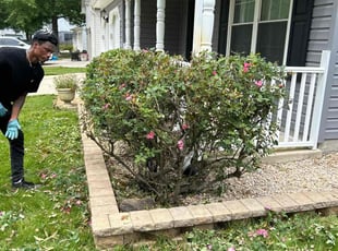 Teresa B.'s Bush Trimming service result