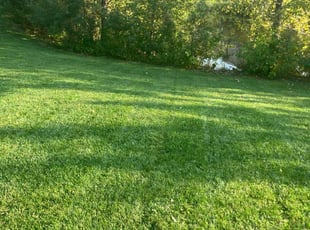 Curtis k.'s turf care service result