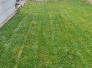 Sarah Z.'s lawn care service result
