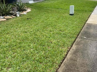 LISETTE M.'s grass maintenance service result