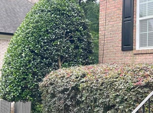 Robert K.'s Bush Trimming service result