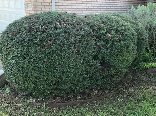 Rebekah R.'s Bush Trimming service result