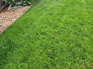 Danny A.'s grass cutting service result
