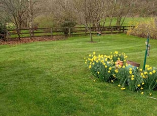 Brenda S.'s turf care service result