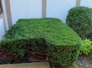 Tony K.'s Bush Trimming service result