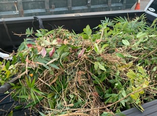 Jerry H.'s Bush Trimming service result