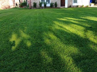 Tom S.'s turf care service result