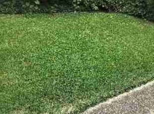 Emily C.'s lawn maintenance service result