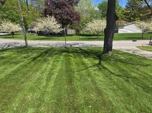 Denise P.'s lawn service service result