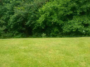 Betty O.'s lawn service service result