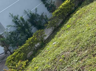 Ruth C.'s Bush Trimming service result