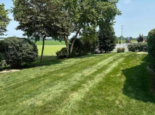 Angelique R.'s grass cutting service result